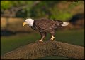 _0SB0486 american bald eagle